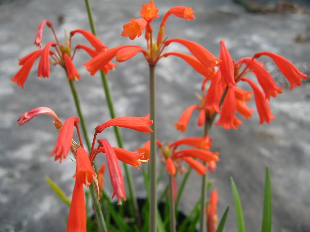 Flower Seeds, Seeds,Seeds For Planting,Plant Seeds