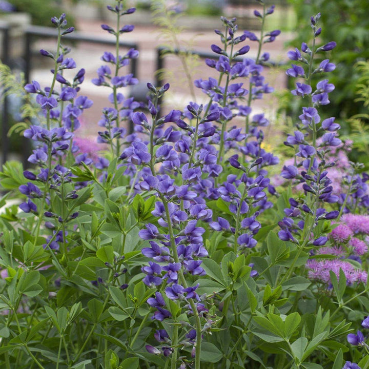 Flower Seeds, Seeds,Seeds For Planting,Plant Seeds