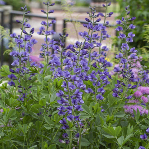Flower Seeds, Seeds,Seeds For Planting,Plant Seeds