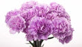 Lavender Carnations Flower Seeds for Planting – Heirloom, Non-GMO, High Germination Garden Seeds