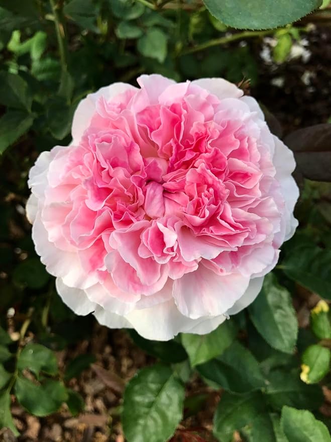 Geranium Flower Seeds for Planting White Red – Cut Flower Favorite, Heirloom, Non-GMO & High Germination Organic Garden Seeds