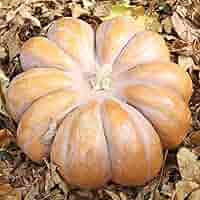 Brown Pumpkin Seeds for Planting – Heirloom Non-GMO Unique Fall Vegetable – Organic Garden Seeds, High Germination