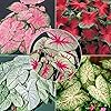 Caladium Bicolor Mixed Flower Seeds for Planting – Heirloom, Non-GMO, High Germination Organic Garden Seeds