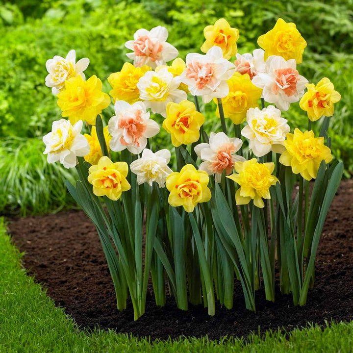 Mixed Double Petals Narcissus Daffodil Flower Seeds for Planting - Heirloom, Non-GMO, High Germination, Easy to Grow