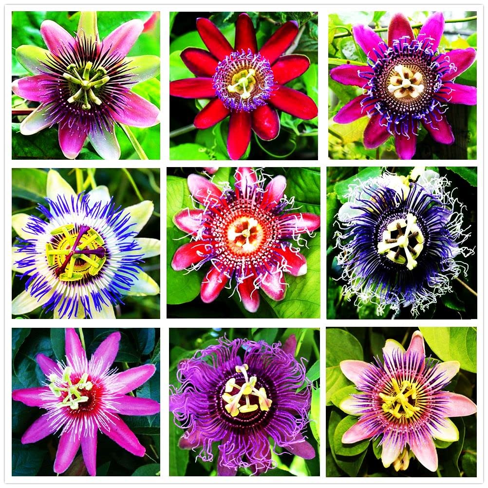 Mixed Color Passiflora Incarnata Flower Seeds – Heirloom, Non-GMO, High Germination Seeds for Planting