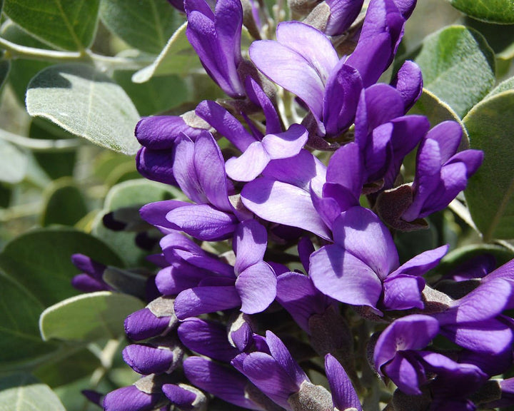 Flower Seeds, Seeds,Seeds For Planting,Plant Seeds