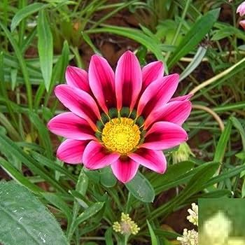 Gazania Pink Flower Seeds for Planting – Heirloom Non-GMO, High Germination Organic Garden Seeds