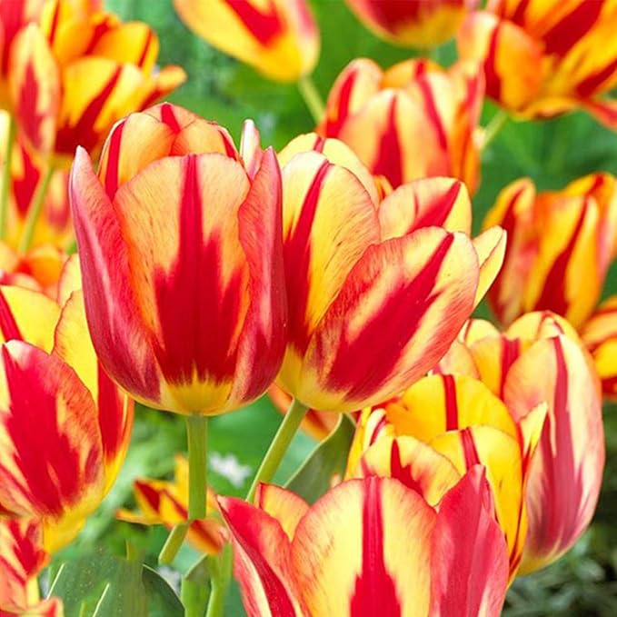 Tulpe-Birnen Flower Seeds for Planting – Heirloom, Non-GMO, Premium Quality Organic Garden Seeds