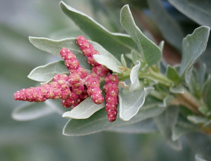 Flower Seeds, Seeds,Seeds For Planting,Plant Seeds