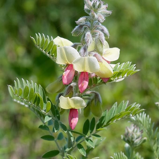 Flower Seeds, Seeds,Seeds For Planting,Plant Seeds