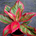 Green Red Aglaonema Flower Seeds for Planting – Heirloom, Non-GMO, High Germination Organic Garden Seeds