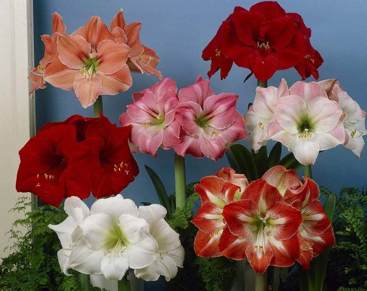Mixed Colour Amaryllis Barbados Flower Seeds for Planting – Heirloom, Non-GMO, Compact Growth, High Germination