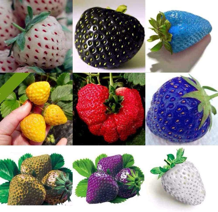 Mixed Strawberry Fruit Seeds for Planting – Heirloom, Non-GMO, High Germination Organic Garden Seeds