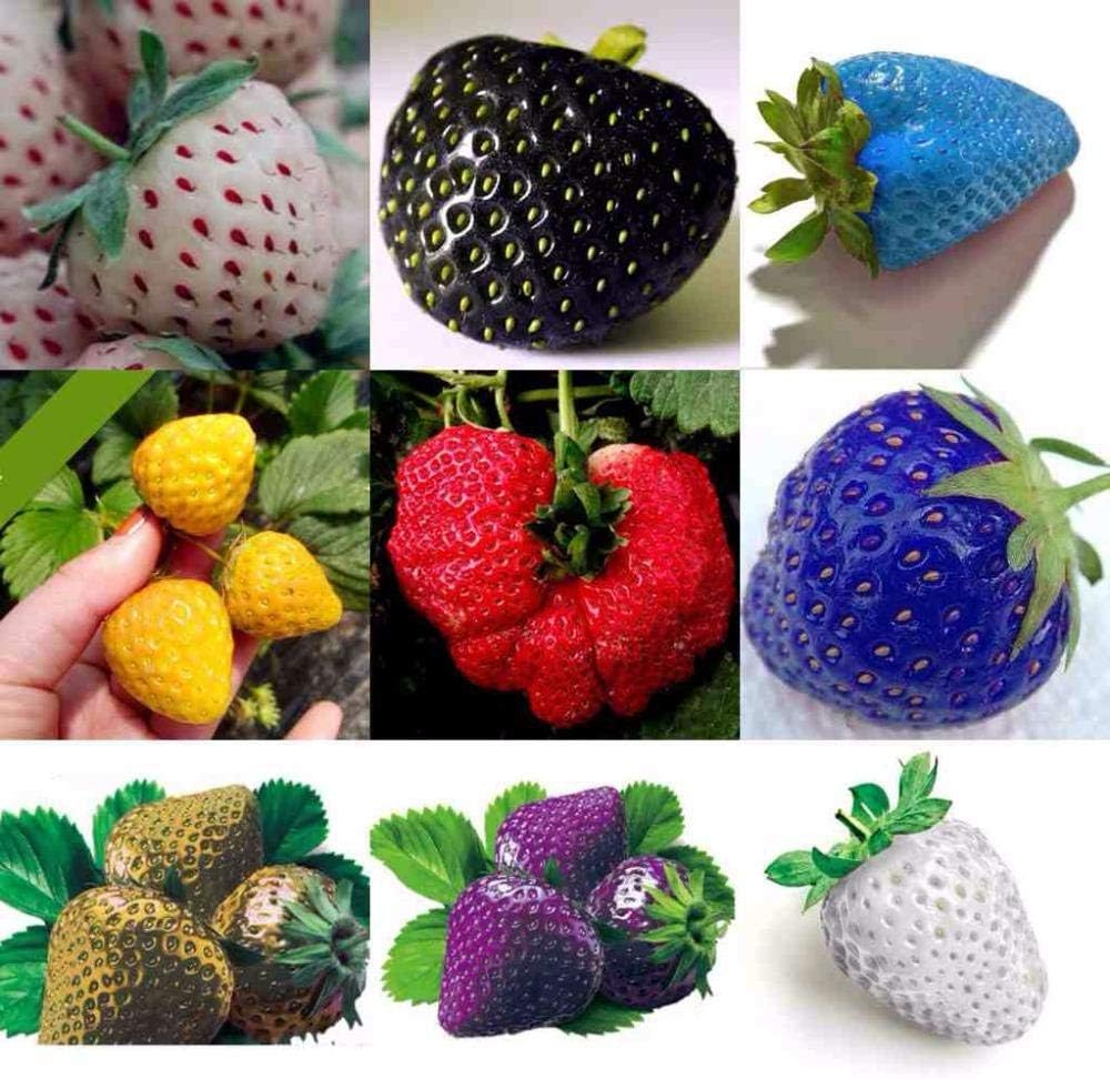 Mixed Strawberry Fruit Seeds for Planting – Heirloom, Non-GMO, High Germination Organic Garden Seeds