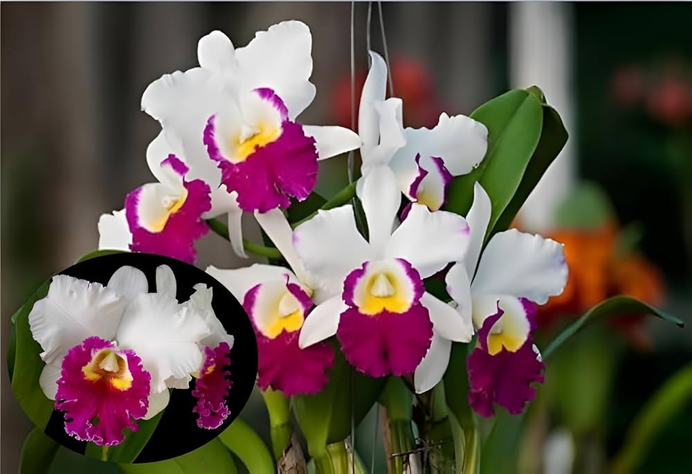 Cattleya Multicolor Orchid Flower Seeds for Planting - Heirloom, Non-GMO, High Germination Garden Seeds
