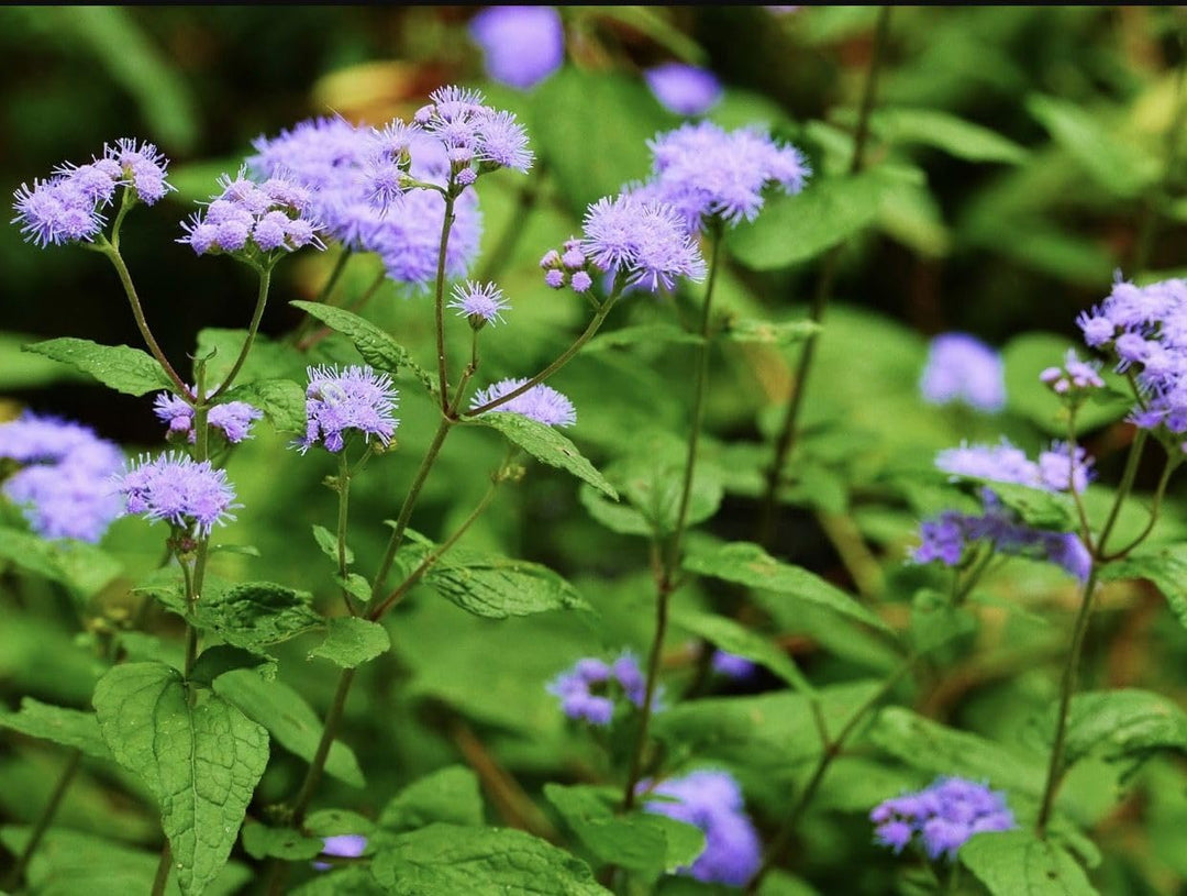 Flower Seeds, Seeds,Seeds For Planting,Plant Seeds