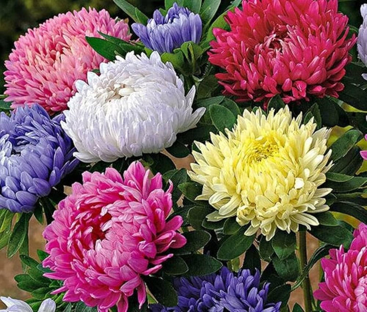 Multi-Colour China Aster Flower Seeds for Planting – Heirloom, Non-GMO, High Germination Organic Garden Seeds