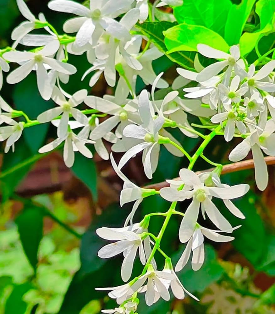 White Mok Flower Seeds for Planting – Hardy Variety Heirloom Non-GMO, High Germination Organic Garden Seeds