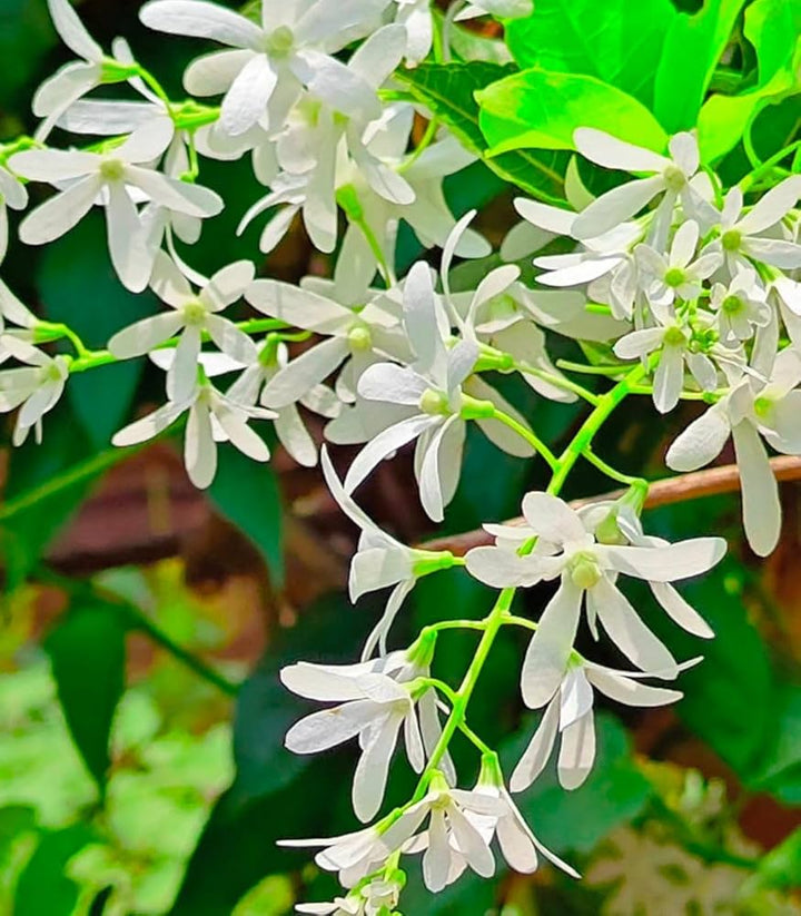 White Mok Flower Seeds for Planting – Hardy Variety Heirloom Non-GMO, High Germination Organic Garden Seeds