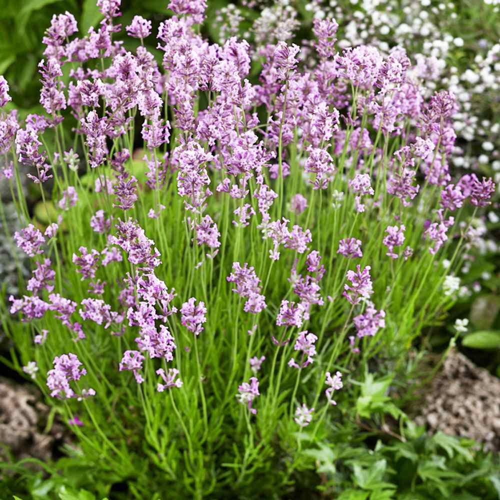 Pink Lavender Flower Seeds for Planting Drought Tolerant Heirloom Non-GMO Organic Garden Seeds High Germination