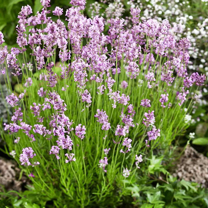 Pink Lavender Flower Seeds for Planting Drought Tolerant Heirloom Non-GMO Organic Garden Seeds High Germination