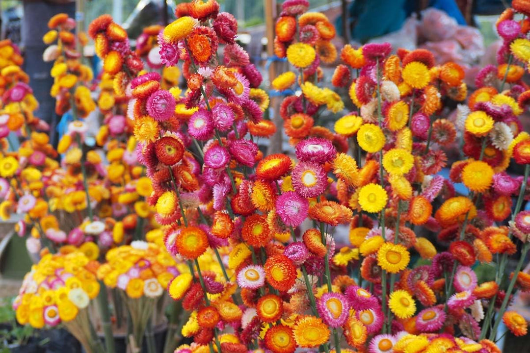 Flower Seeds, Seeds,Seeds For Planting,Plant Seeds