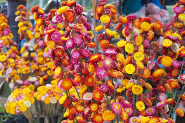 Flower Seeds, Seeds,Seeds For Planting,Plant Seeds
