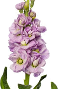 Matthiola Incana Flower Seeds for Planting – Premium Quality, Heirloom, Non-GMO, High Germination