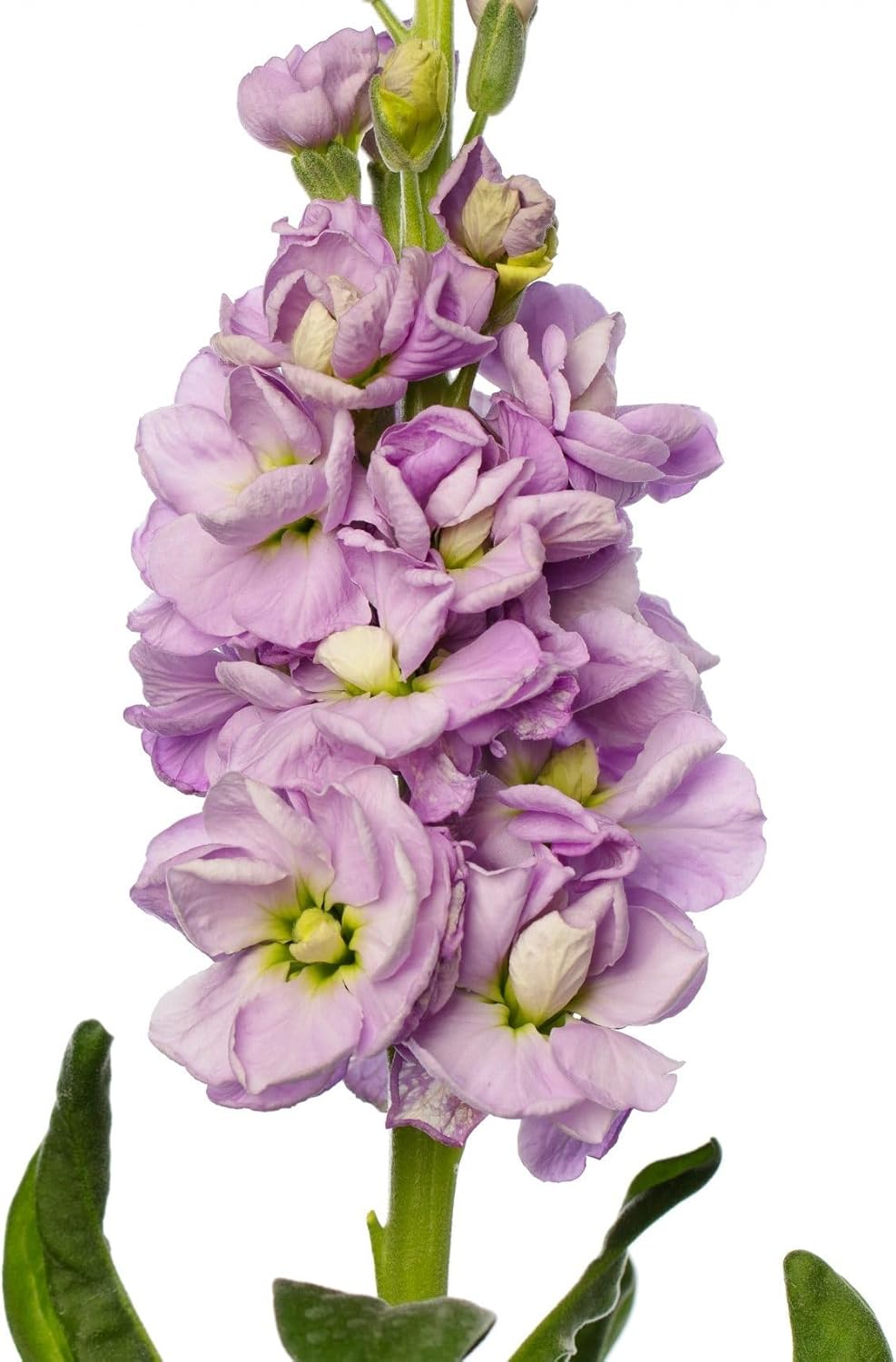 Flower Seeds, Seeds,Seeds For Planting,Plant Seeds