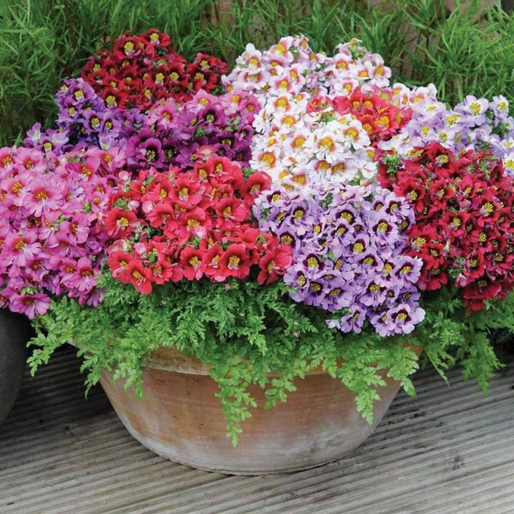 Autumn Sowing Flower Seeds for Planting – Easy to Grow Heirloom Non-GMO Organic Garden Seeds