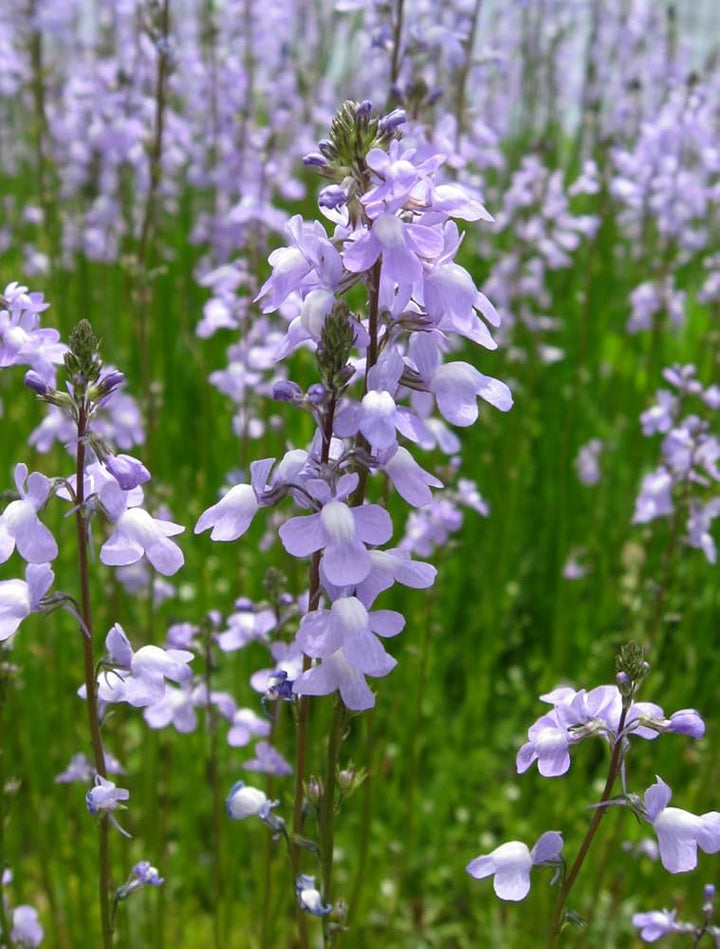 Oldfield Toadflax Flower Seeds for Planting – Heirloom Non-GMO, High Germination Organic Garden Seeds