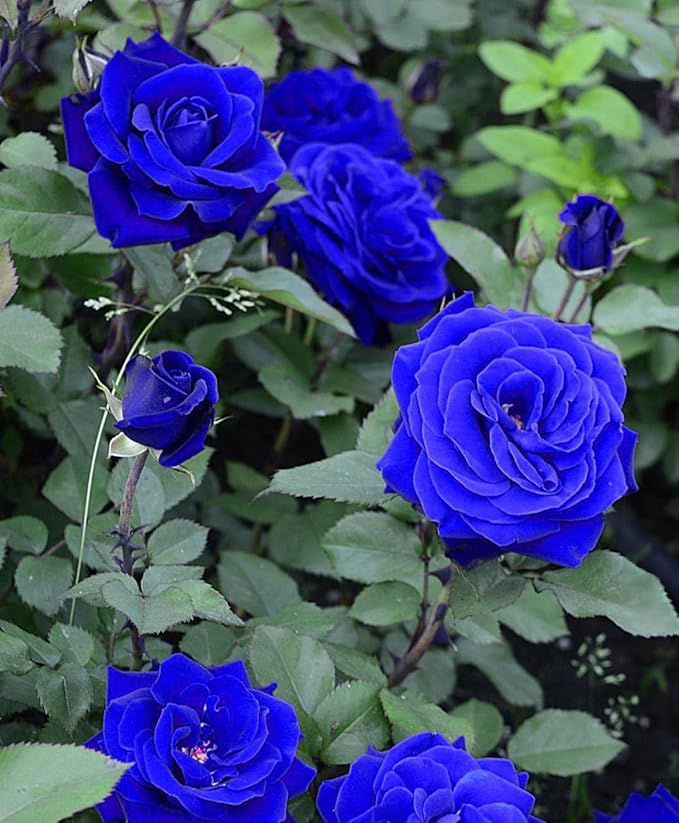 Blue Climbing Rose Flower Seeds for Planting – Heirloom, Non-GMO, Bright Blooms, High Germination