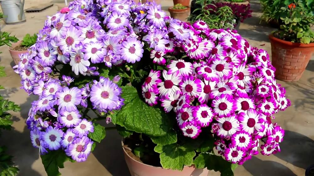 White Purple Cineraria Flower Seeds for Planting | Heirloom Non-GMO High Germination
