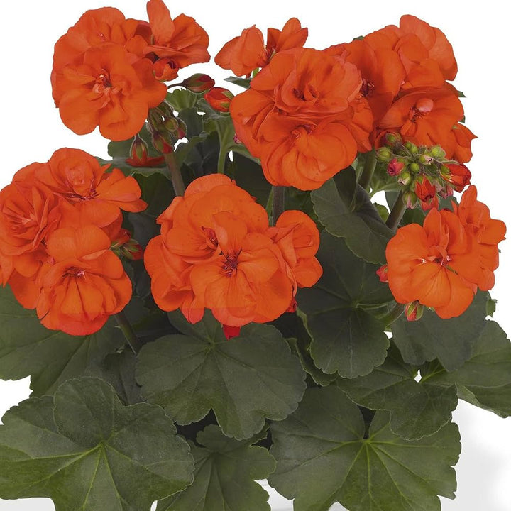 Geranium Light Orange Flower Seeds for Planting – Heirloom Non-GMO, High Germination Organic Garden Seeds