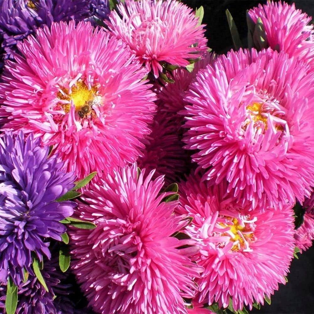 Aster Flower Seeds for Planting, Dark Pink – Heirloom, Non-GMO, High Germination Organic Garden Seeds