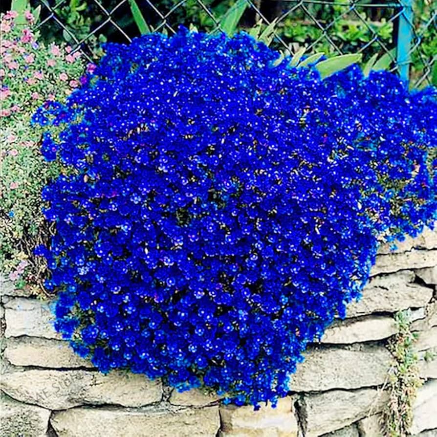Dark Blue Aubrieta Flower Seeds for Planting - Heirloom, Non-GMO, High Germination Organic Garden Seeds