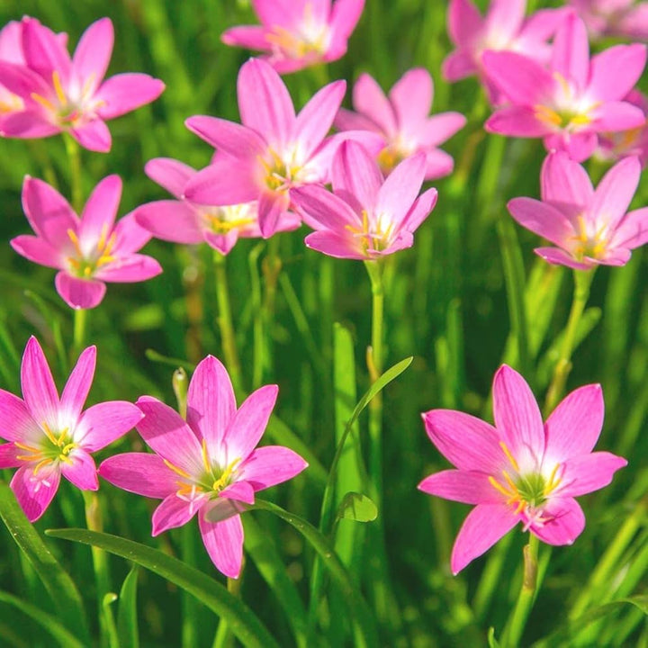 Zephyranthes Carinata Flower Seeds for Planting – Heirloom, Non-GMO, High Germination Organic Garden Seeds