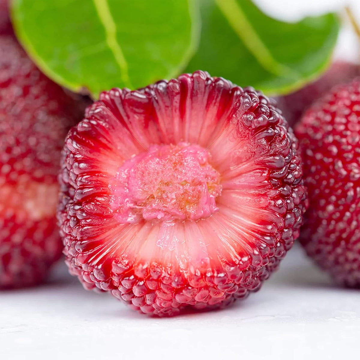 Myrica Rubra Bayberry Fruit Seeds for Planting – Heirloom Non-GMO Fragrant Tropical Tree Seeds with High Germination