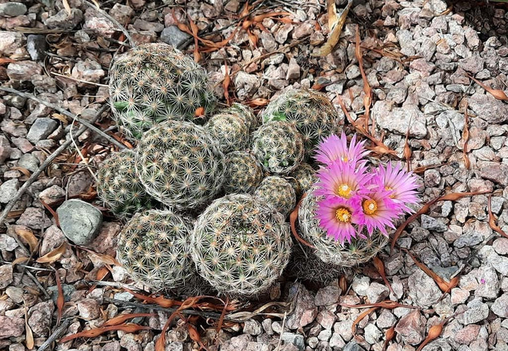 Flower Seeds, Seeds,Seeds For Planting,Plant Seeds