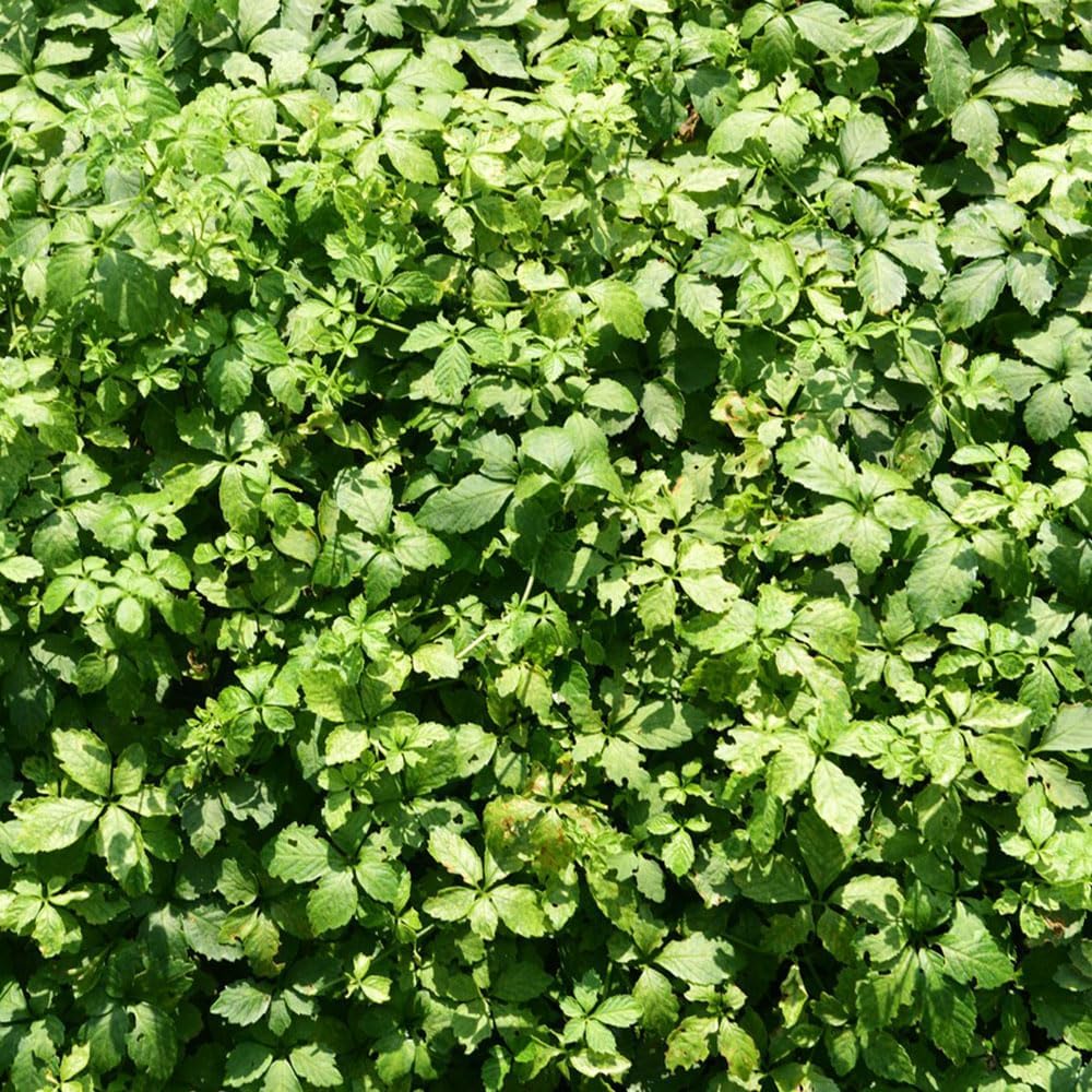 Flower Seeds, Seeds,Seeds For Planting,Plant Seeds