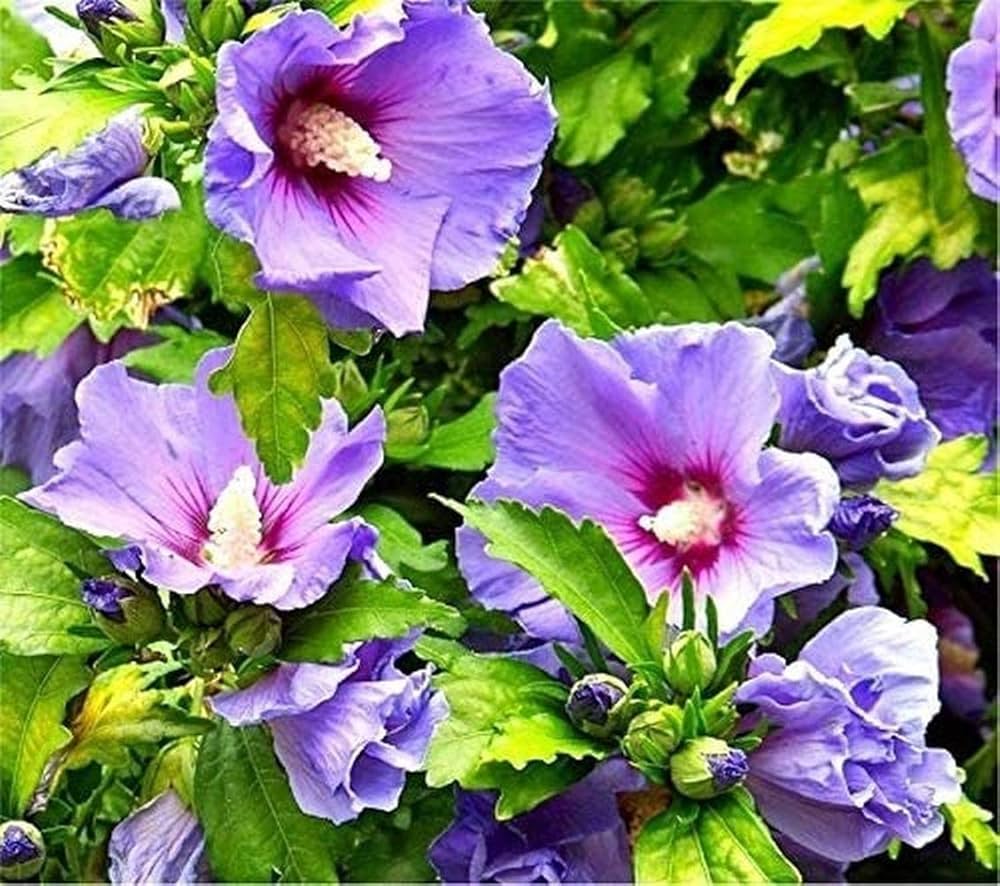 Purple Hibiscus Flower Seeds 100 pcs – Heirloom, Non-GMO, Organic Garden Seeds for Planting with High Germination