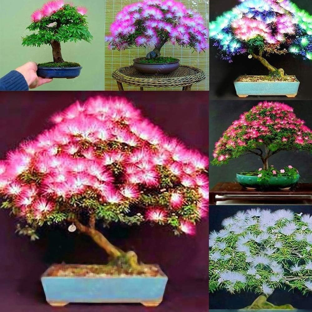 Flower Seeds, Seeds,Seeds For Planting,Plant Seeds