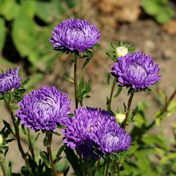 Purple China Aster Flower Seeds for Planting – Wildflower Mix Heirloom Non-GMO High Germination Organic Garden Seeds