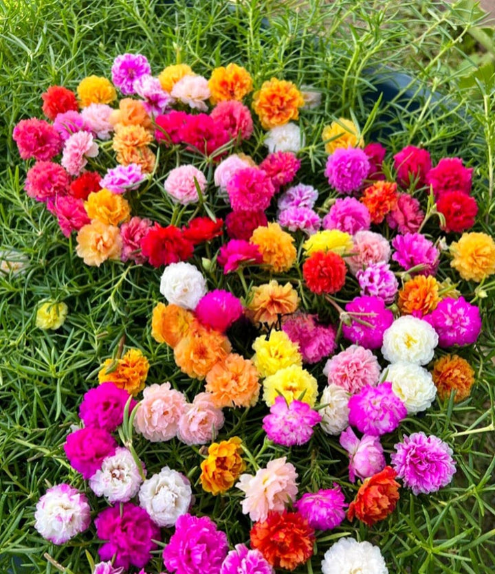 Mixed Color Moss Rose Flower Seeds for Planting – Heirloom Non-GMO Organic Garden Seeds, High Germination