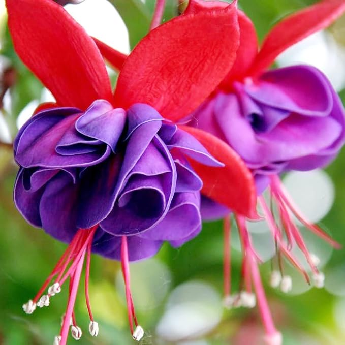 Red Violet Fuchsia Flower Seeds for Planting – Heirloom, Non-GMO, High Germination Garden Seeds