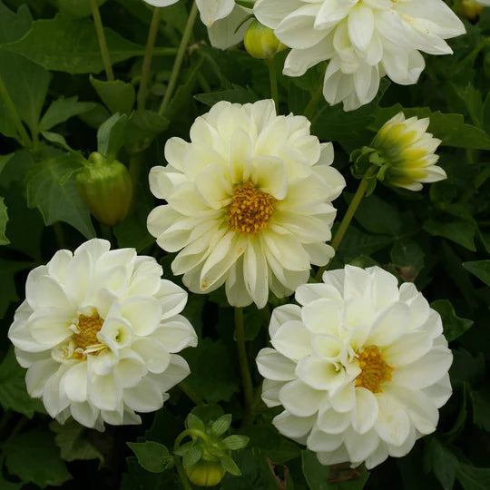 White Dahlias Flower Seeds for Planting – Heirloom, Non-GMO, High Germination Garden Seeds