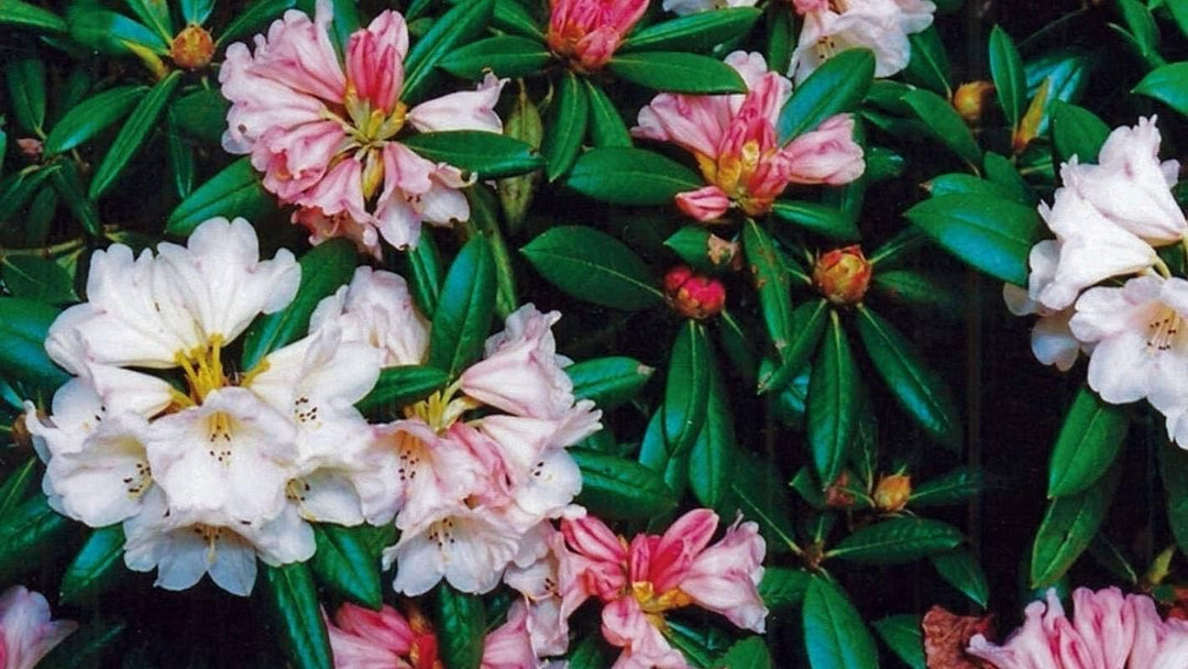 Flower Seeds, Seeds,Seeds For Planting,Plant Seeds