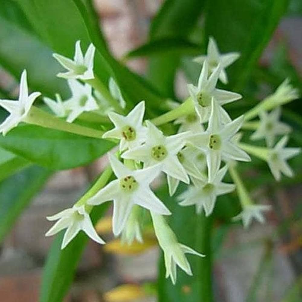 Light Green Evening-Scented Flower Seeds for Planting – Heirloom, Non-GMO, Seasonal Bloomer, High Germination