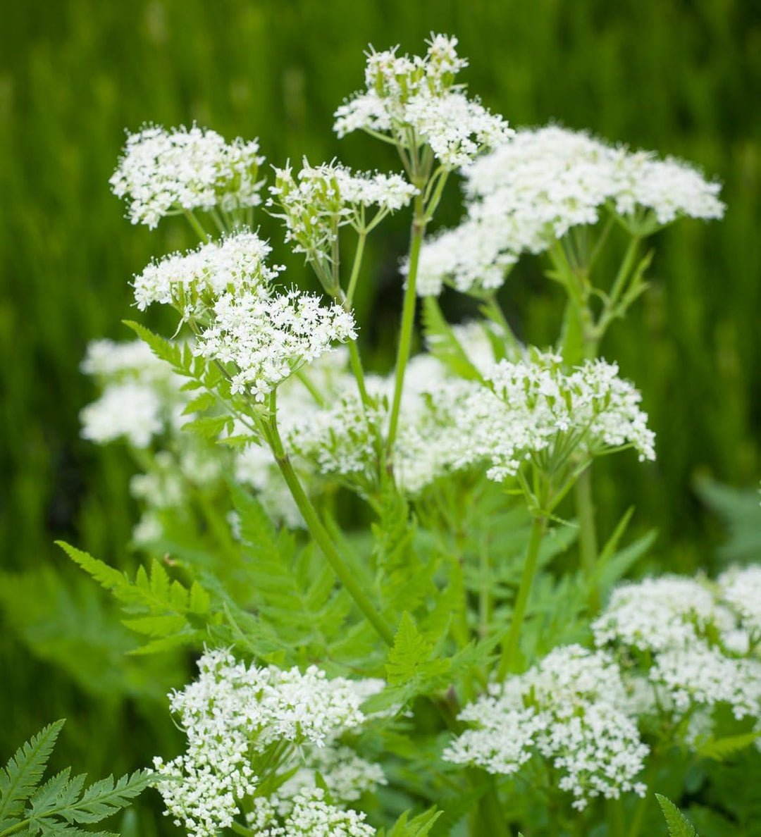 Cicely Flower Seeds for Planting – Heirloom, Non-GMO, High Germination Organic Garden Seeds