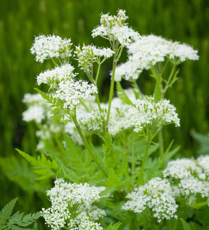 Cicely Flower Seeds for Planting – Heirloom, Non-GMO, High Germination Organic Garden Seeds